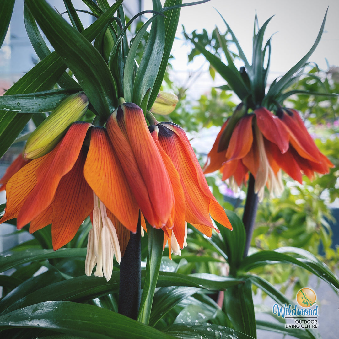 Fritillaria - Imperialis Rubra