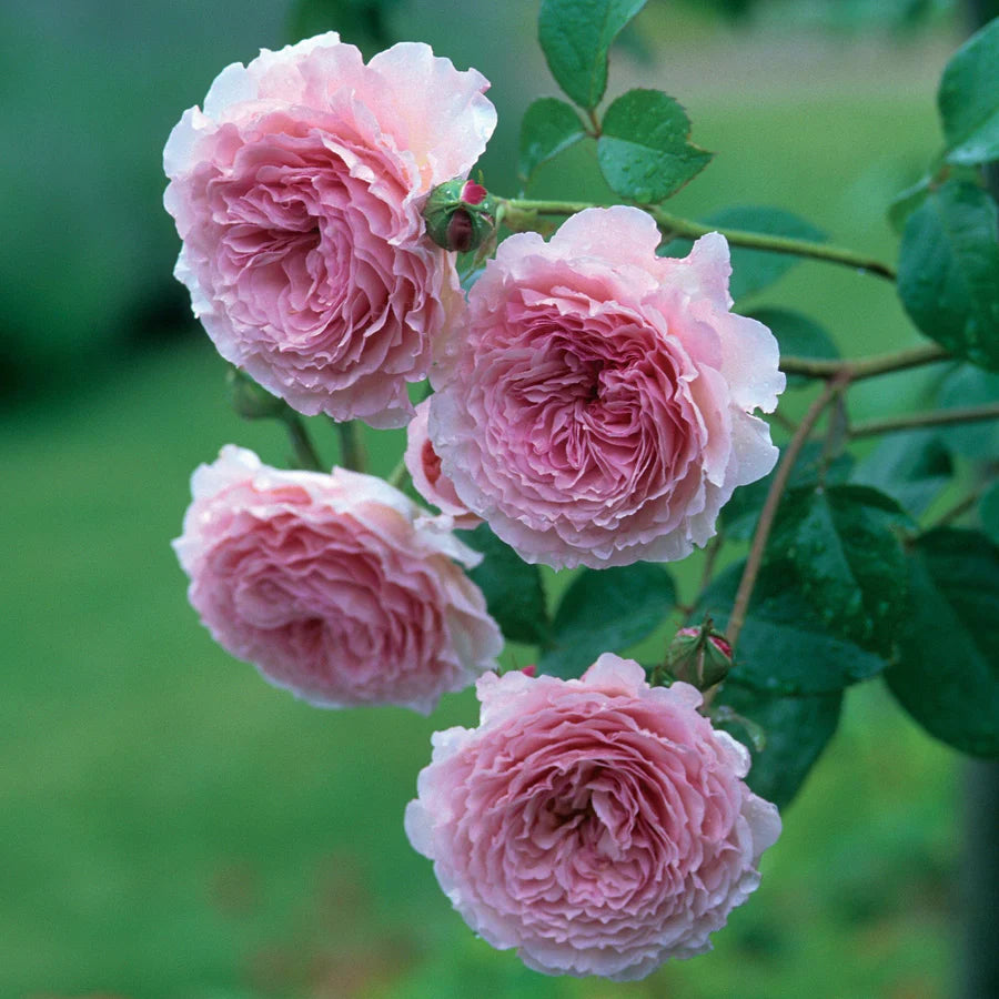 James Galway - David Austin Rose