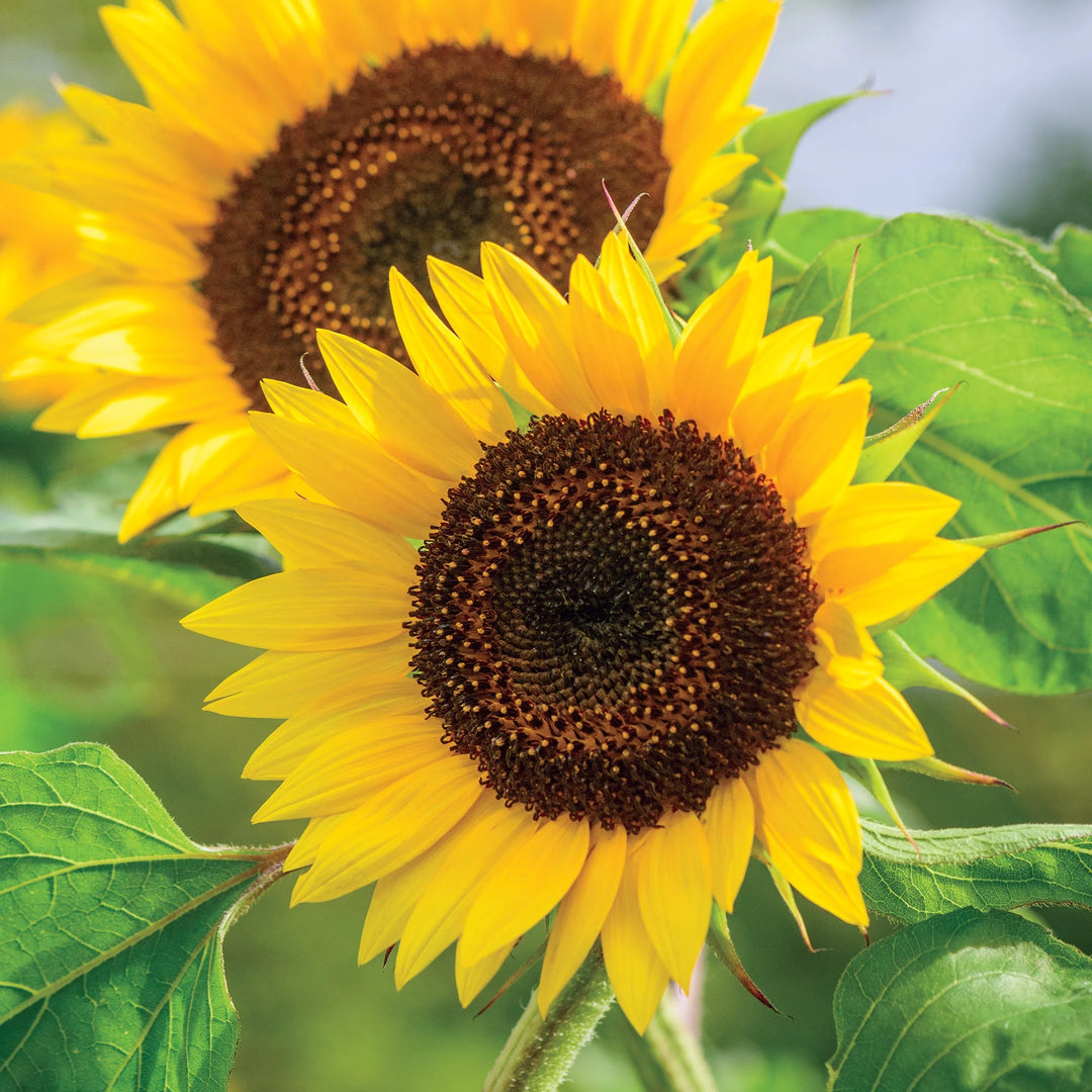 Sunflower Busy Bee - Burpee Seeds