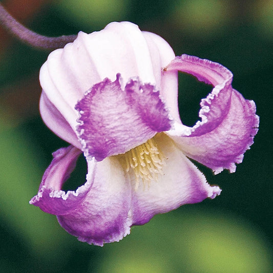 Clematis Crispa
