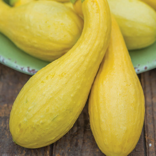 Squash Early Summer Crookneck - Burpee Seeds