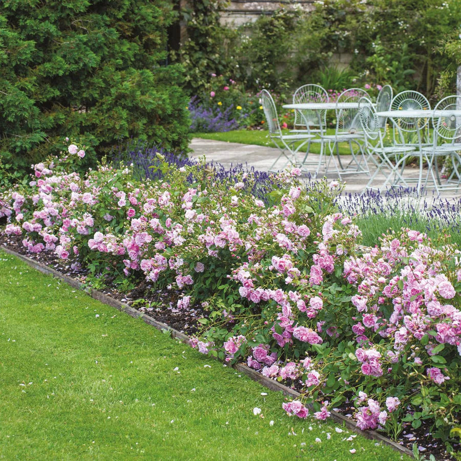 Harlow Carr - David Austin Rose