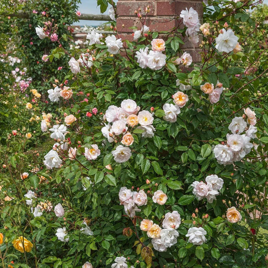 The Lady of the Lake - David Austin Rose