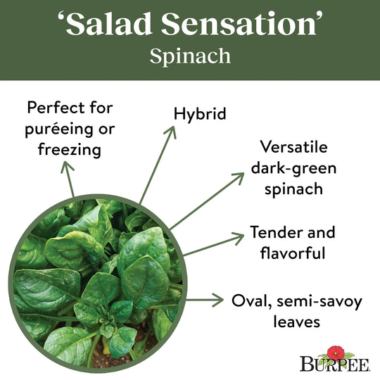 Spinach Salad Sensation - Burpee Seeds