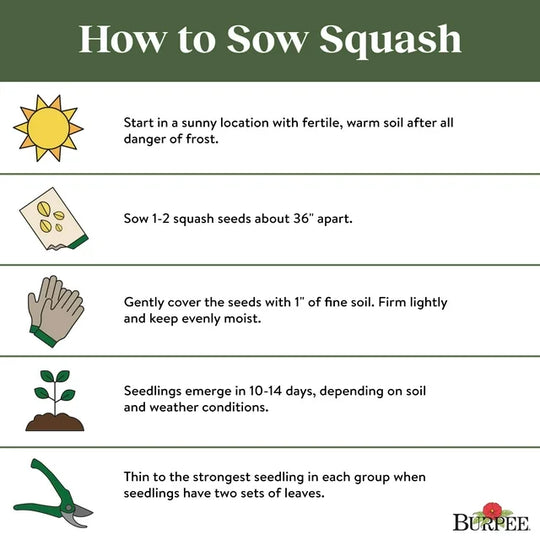 Organic Zucchini Dark Green - Burpee Seeds