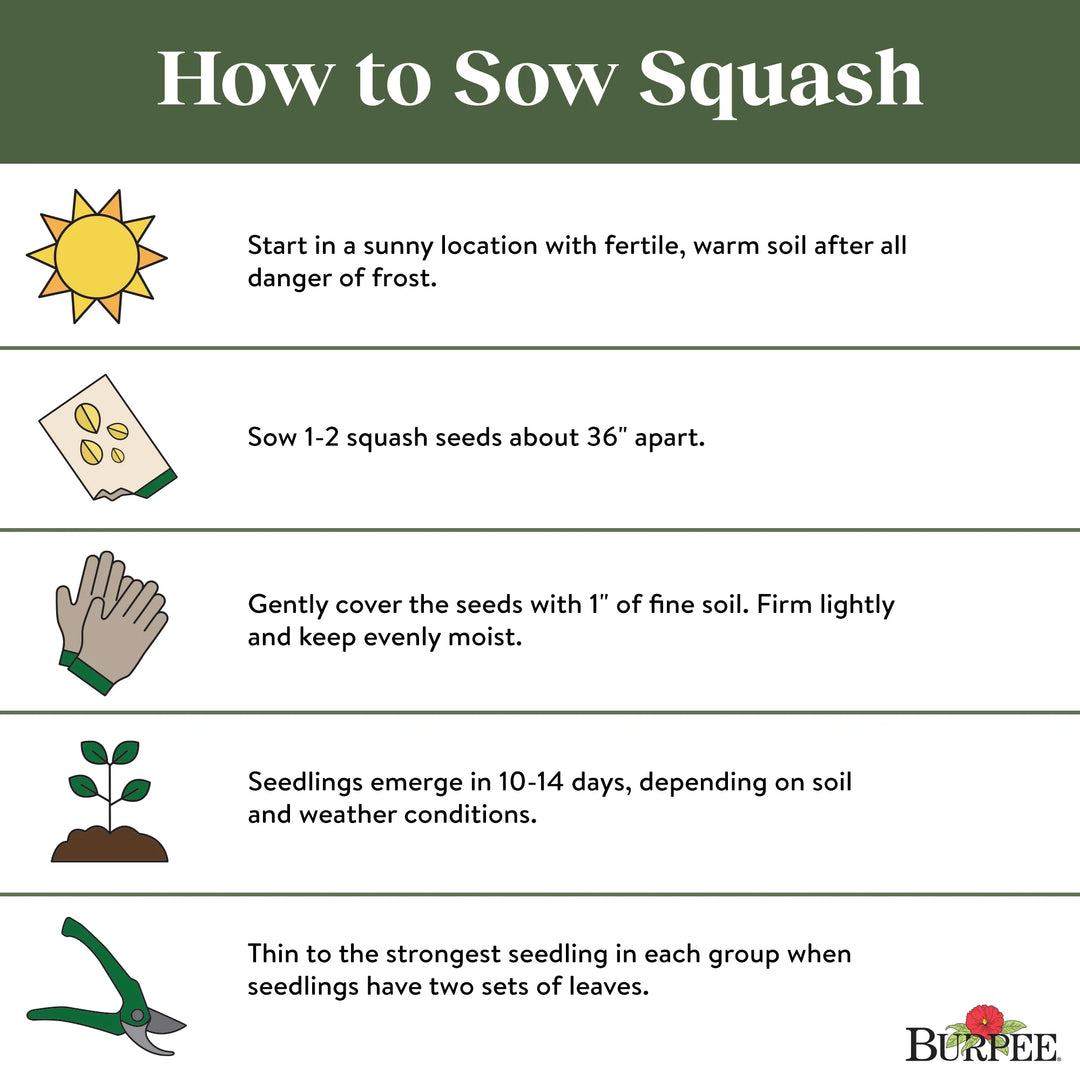 Squash Early Summer Crookneck - Burpee Seeds