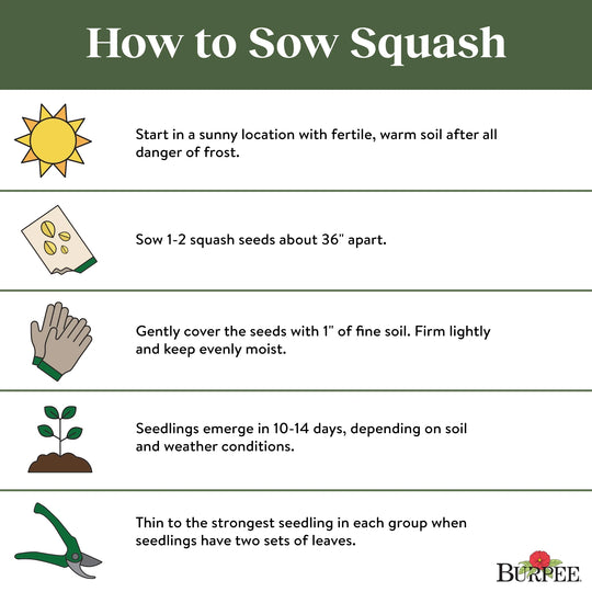 Squash Early Summer Crookneck - Burpee Seeds