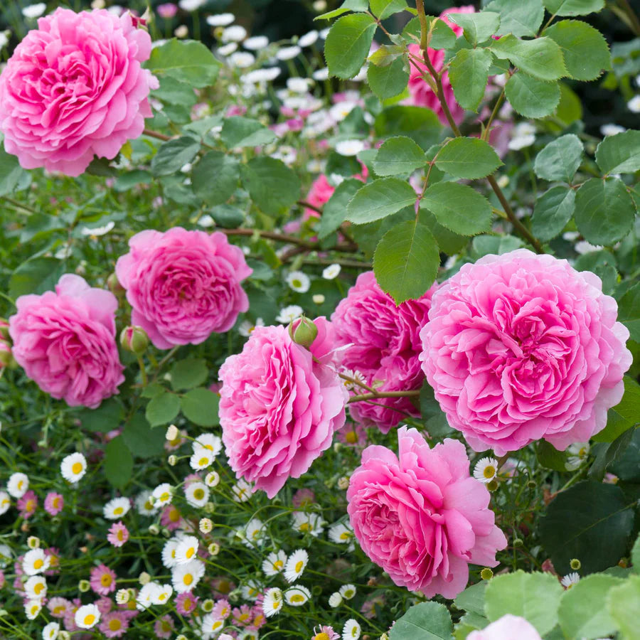 Princess Alexandra of Kent - David Austin Rose