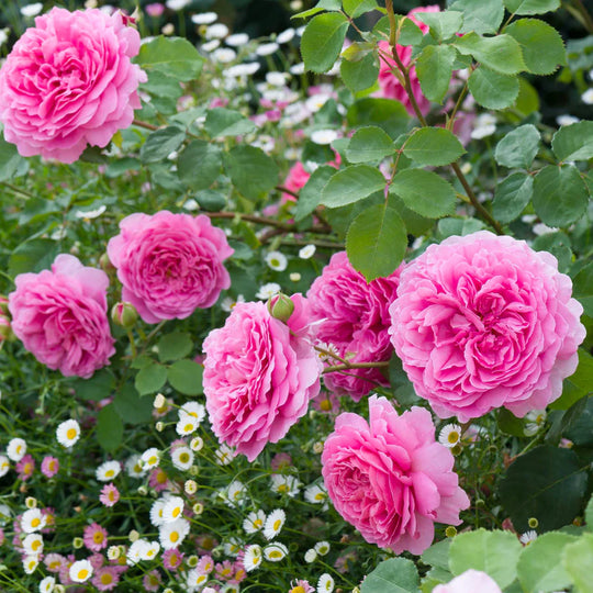 Princess Alexandra of Kent - David Austin Rose