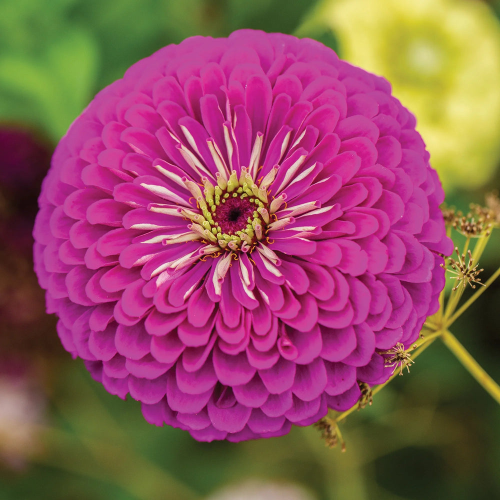 Zinnia Purple Prince - Burpee Seeds