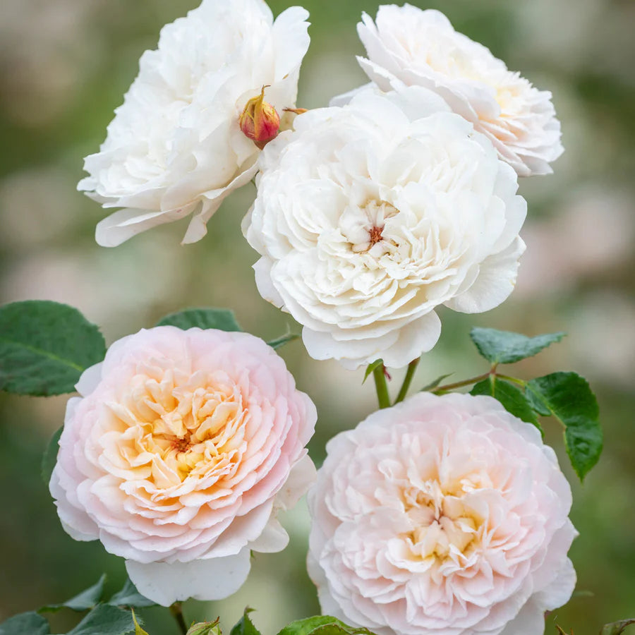Emily Bronte - David Austin Rose