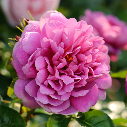 Princess Anne - David Austin Rose