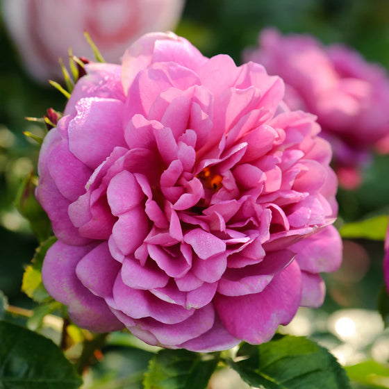 Princess Anne - David Austin Rose