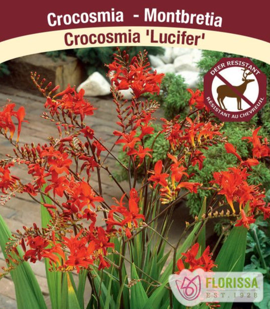 Crocosmia - Lucifer, 1 Pack