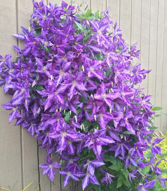 Clematis Tie Dye