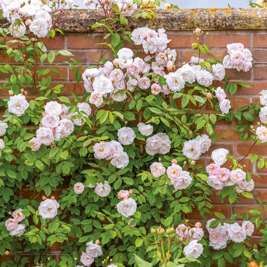 The Lady of the Lake - David Austin Rose