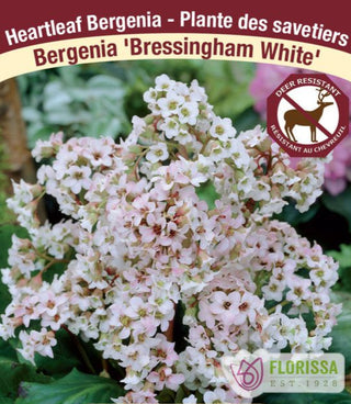 Bergenia - Bressingham White, 1 Pack