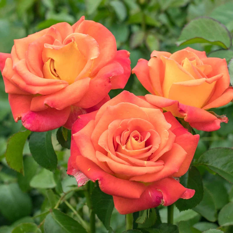 Burst of Joy - Weeks Rose