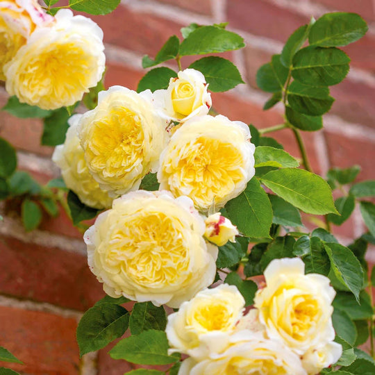 The Pilgrim - David Austin Rose