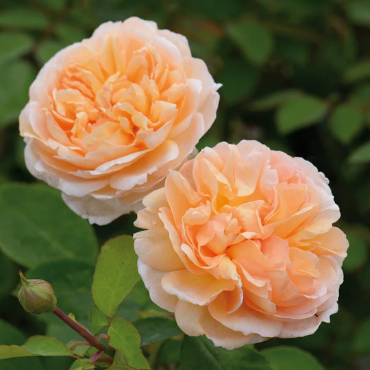 The Lady Gardener - David Austin Rose