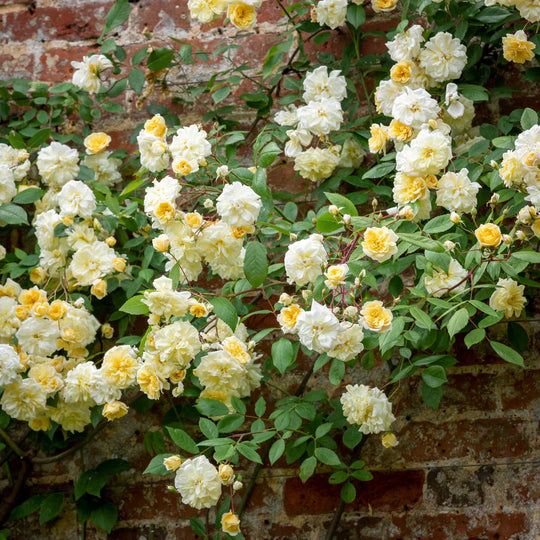 Malvern Hills - David Austin Rose