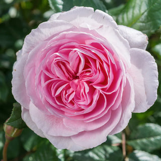 The Ancient Mariner - David Austin Rose