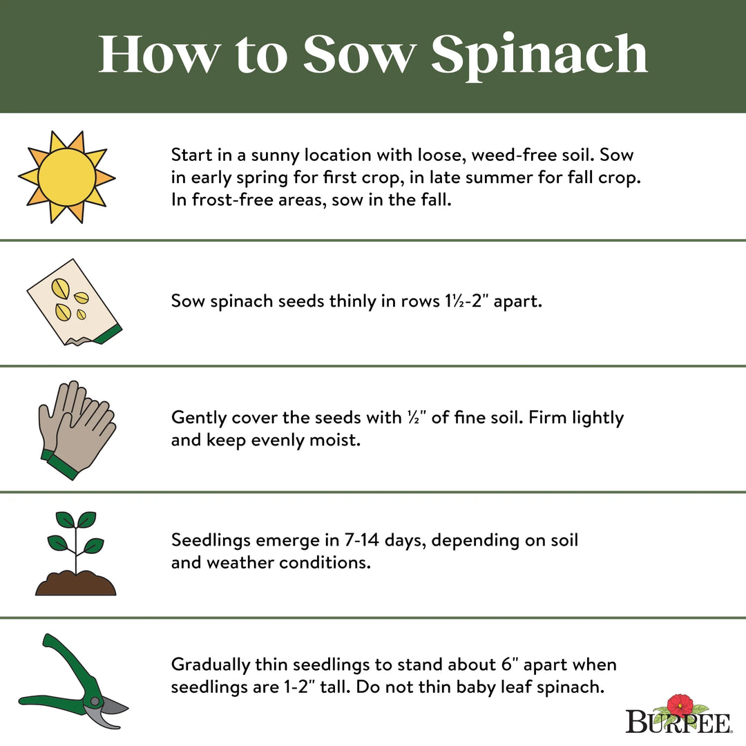 Spinach Salad Sensation - Burpee Seeds