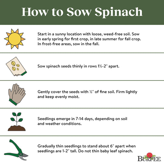 Spinach Salad Sensation - Burpee Seeds