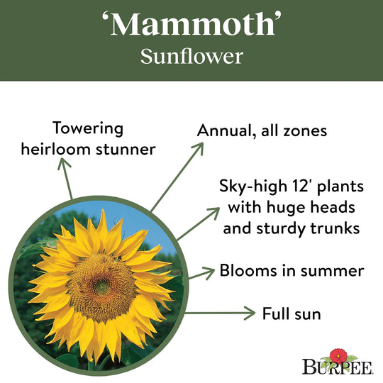 Organic Sunflower Mammoth - Burpee Seeds