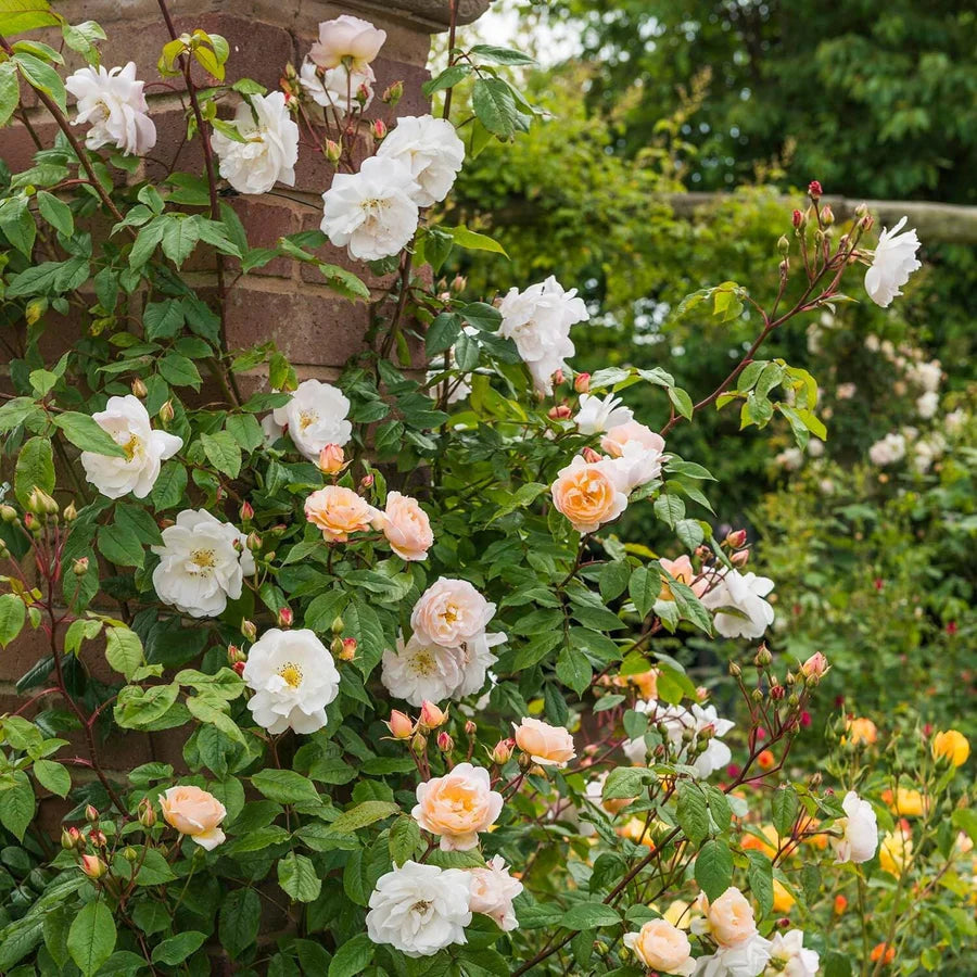 The Lady of the Lake - David Austin Rose