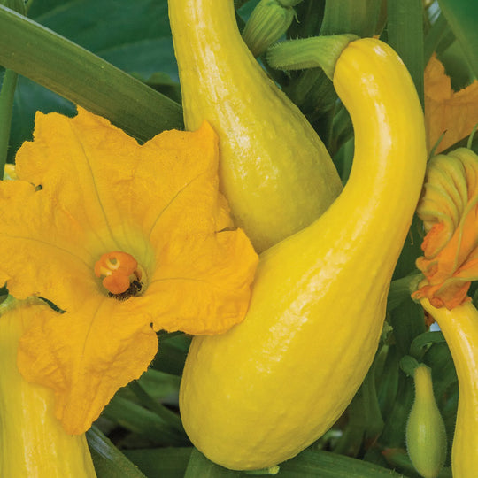 Squash Early Summer Crookneck - Burpee Seeds