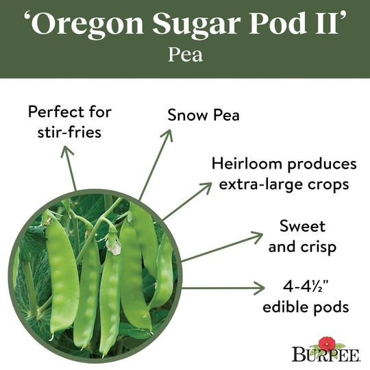 Pea Oregon sugar Pod II - Burpee Seeds