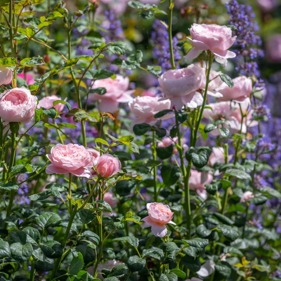 Queen of Sweden - David Austin Rose