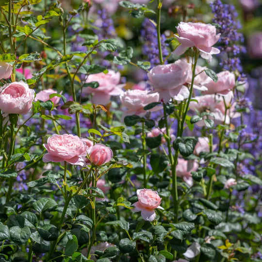 Queen of Sweden - David Austin Rose