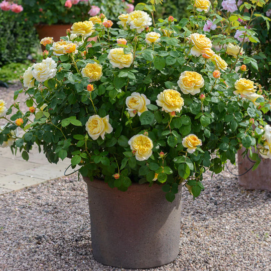 Charles Darwin - David Austin Rose