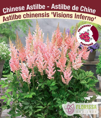 Astilbe - Visions Inferno, 1 Pack