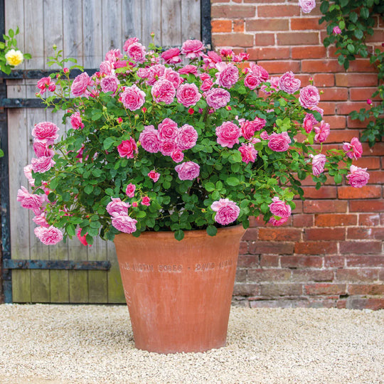 Princess Alexandra of Kent - David Austin Rose