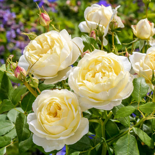 Vanessa Bell - David Austin Rose