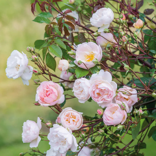 The Lady of the Lake - David Austin Rose