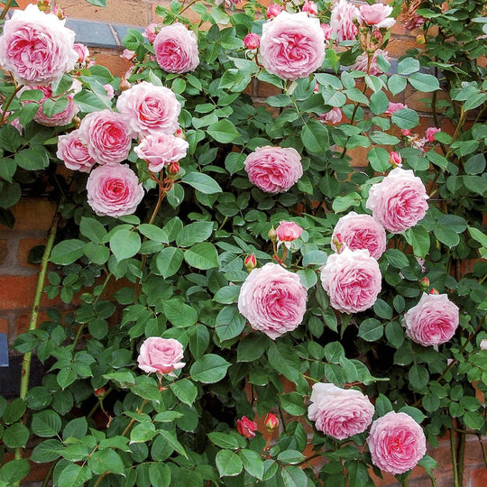 James Galway - David Austin Rose