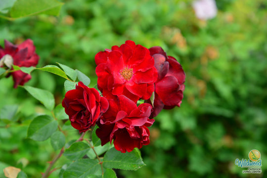 AC Navy Lady - Cold Hardy Rose