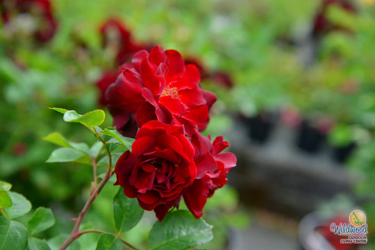 AC Navy Lady - Cold Hardy Rose
