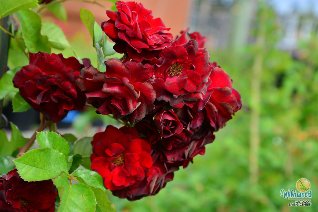 AC Navy Lady - Cold Hardy Rose