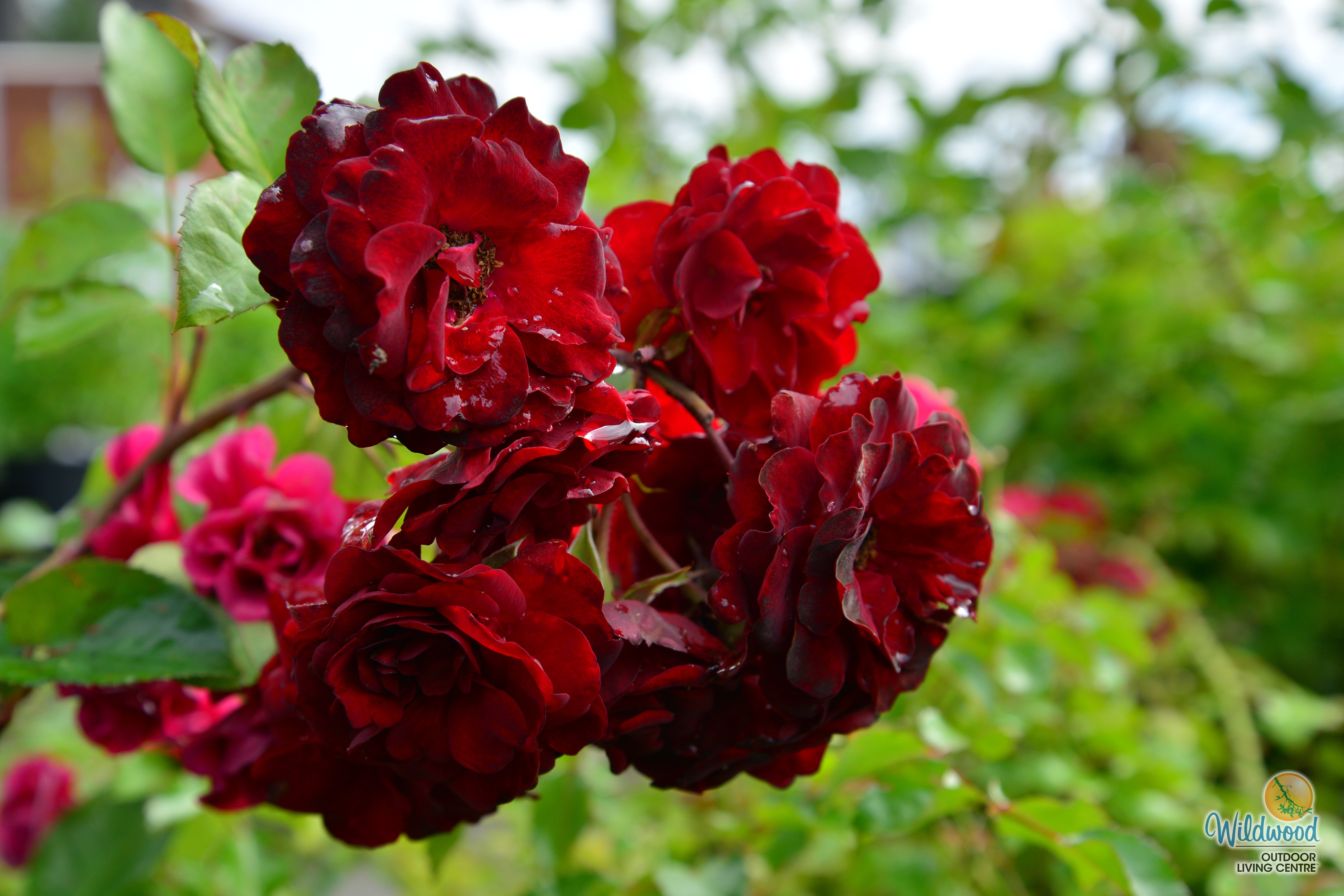 AC Navy Lady - Cold Hardy Rose – Wildwood Outdoor Living