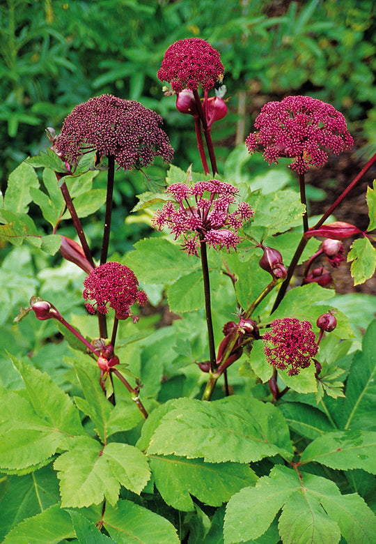 Angelica - Gigas, 1 Pack