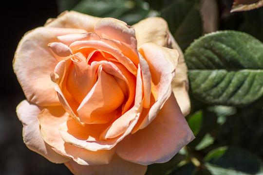 Abbaye De Cluny - Star Roses and Plants