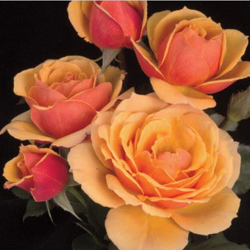 About Face - Weeks Rose