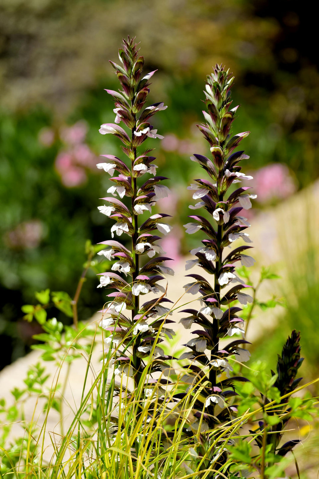 Acanthus Mollis, 1 Pack