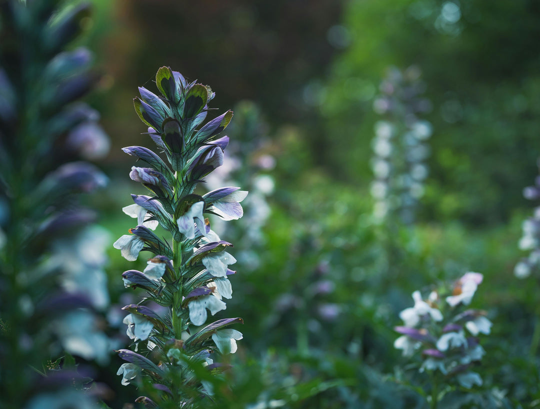 Acanthus Mollis, 1 Pack