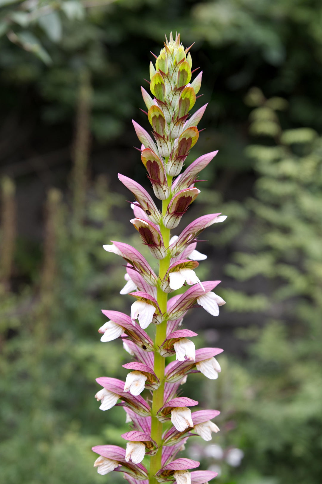 Acanthus Mollis, 1 Pack